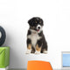 Australian Shepherd Puppy 8 Wall Decal