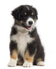 Australian Shepherd Puppy 8 Wall Decal