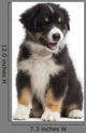 Australian Shepherd Puppy 8 Wall Decal