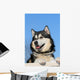 Snow Malamute Wall Mural