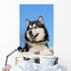 Snow Malamute Wall Mural