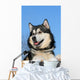 Snow Malamute Wall Mural