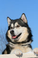Snow Malamute Wall Mural