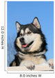 Snow Malamute Wall Mural