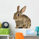 European Rabbit or Common Wall Decal