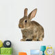 European Rabbit or Common Wall Decal