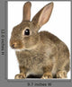 European Rabbit or Common Wall Decal