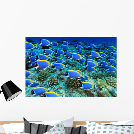 Doctor Fish