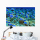 Doctor Fish