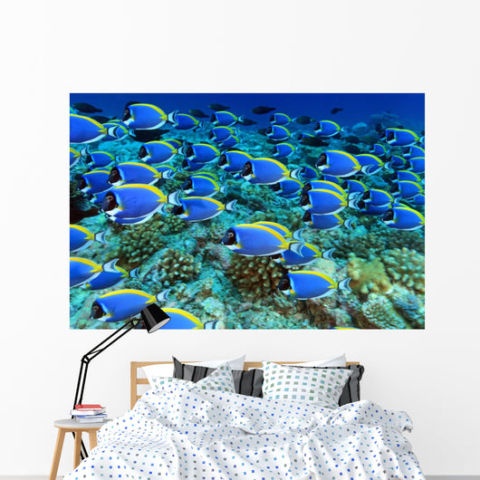Doctor Fish