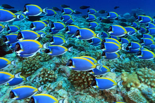 Doctor Fish