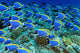 Doctor Fish
