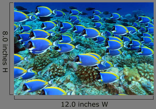 Doctor Fish