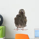 Snowy Owl Chick Bubo Wall Decal