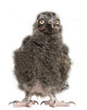 Snowy Owl Chick Bubo Wall Decal