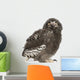 Snowy Owl Chick Bubo Wall Decal