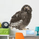 Snowy Owl Chick Bubo Wall Decal