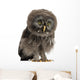 Great Grey Owl Wall Decal