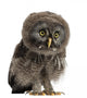 Great Grey Owl Wall Decal