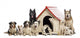 Large Group Dogs and Wall Decal