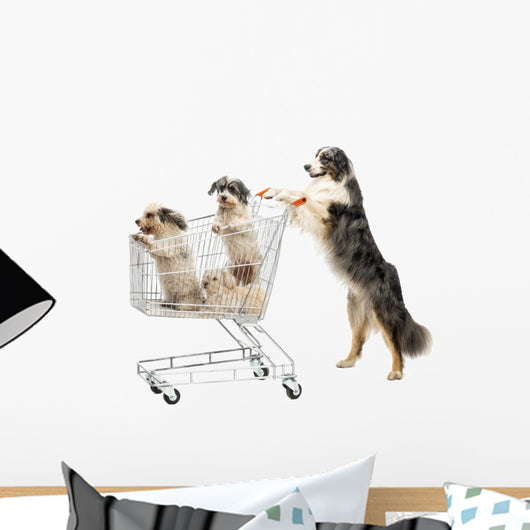 Australian Shepherd Standing Hind Wall Decal