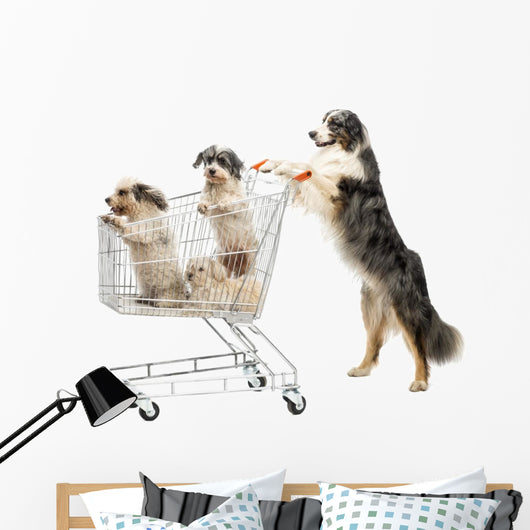 Australian Shepherd Standing Hind Wall Decal
