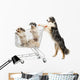 Australian Shepherd Standing Hind Wall Decal