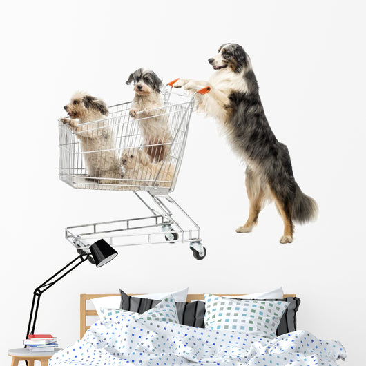 Australian Shepherd Standing Hind Wall Decal