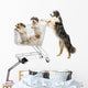 Australian Shepherd Standing Hind Wall Decal