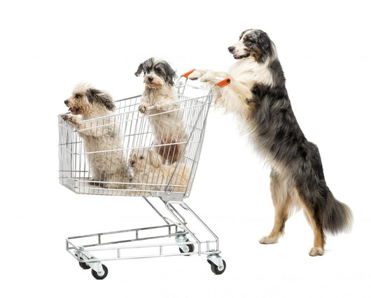 Australian Shepherd Standing Hind Wall Decal