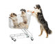 Australian Shepherd Standing Hind Wall Decal