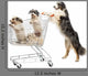 Australian Shepherd Standing Hind Wall Decal