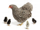 Mother Hen with Chicks Wall Decal Sticker Set
