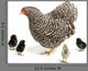 Mother Hen with Chicks Wall Decal Sticker Set