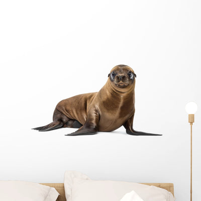 California Sea Lion Wall Decal shown on a wall