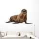 California Sea Lion Wall Decal