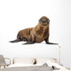 California Sea Lion Wall Decal