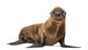 California Sea Lion Wall Decal