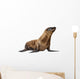 Young California Sea Lion, Zalophus californianus Wall Decal
