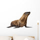 Young California Sea Lion, Zalophus californianus Wall Decal