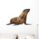 Young California Sea Lion, Zalophus californianus Wall Decal