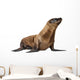 Young California Sea Lion, Zalophus californianus Wall Decal