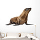 Young California Sea Lion, Zalophus californianus Wall Decal