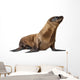 Young California Sea Lion, Zalophus californianus Wall Decal