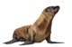 Young California Sea Lion, Zalophus californianus Wall Decal