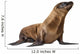 Young California Sea Lion, Zalophus californianus Wall Decal