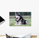 Malamute Wall Mural