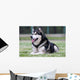Malamute Wall Mural