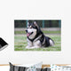 Malamute Wall Mural