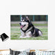Malamute Wall Mural